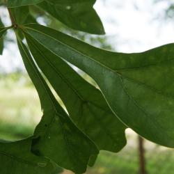 Quercus palmeri (Palmer Oak), leaf, full