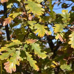 Quercus prinoides (Dwarf Chinkapin Oak), fruit, immature