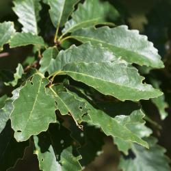 Quercus rubra (Northern Red Oak), bark, trunk
