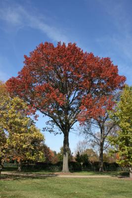 Quercus palustris (Pin Oak), habit, fall