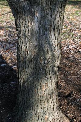 Quercus muehlenbergii (Chinkapin Oak), bark, trunk
