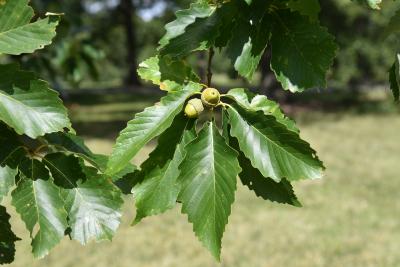 Quercus montana (Chestnut Oak), leaf, summer