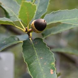 Quercus rubra (Northern Red Oak), leaf, fall