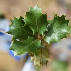 Quercus robur (English Oak), leaf, lower surface