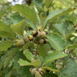 Quercus prinoides (Dwarf Chinkapin Oak), habit, fall