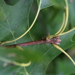 Quercus palustris (Pin Oak), habit, summer