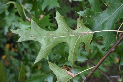 Quercus palustris (Pin Oak), leaf, upper surface