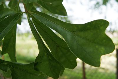Quercus nigra (Water Oak), leaf, upper surface