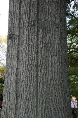 Quercus palustris (Pin Oak), bark, mature