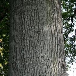 Quercus palustris (Pin Oak), fruit, mature