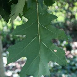 Quercus rubra (Northern Red Oak), leaf, spring