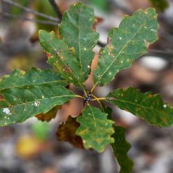 Quercus robur (English Oak), bark, trunk