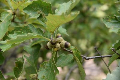 Quercus prinoides (Dwarf Chinkapin Oak), infructescence