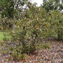 Quercus prinoides (Dwarf Chinkapin Oak), leaf, fall