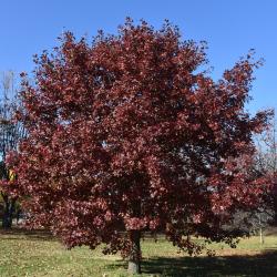 Quercus stellata (Post Oak), bark, branch
