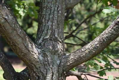 Quercus robur (English Oak), bark, branch