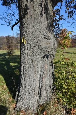 Quercus rubra (Northern Red Oak), bark, trunk