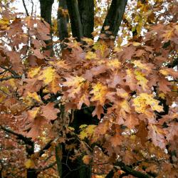 Quercus shumardii (Shumard's Oak), leaf, fall