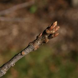 Quercus rubra (Northern Red Oak), habit, summer