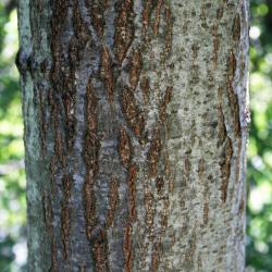 Quercus rubra (Northern Red Oak), bark, twig