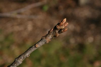 Quercus rubra (Northern Red Oak), bud, vegetative