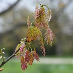 Quercus rubra (Northern Red Oak), leaf, summer