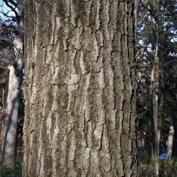 Quercus rubra (Northern Red Oak), bud, vegetative