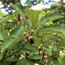Quercus prinoides (Dwarf Chinkapin Oak), leaf, summer