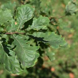 Quercus robur (English Oak), leaf, summer