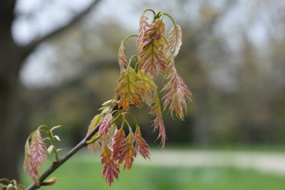 Quercus rubra (Northern Red Oak), leaf, new