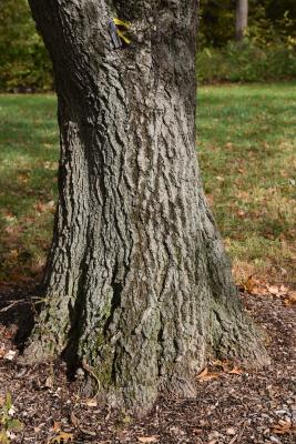 Quercus shumardii (Shumard's Oak), bark, trunk