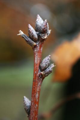 Quercus rubra var. borealis (Northern Red Oak), bud, terminal
