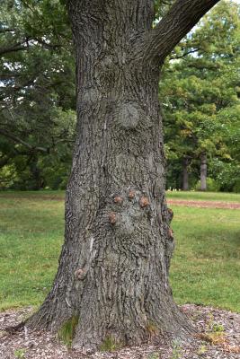 Quercus robur (English Oak), bark, trunk
