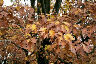 Quercus rubra var. borealis (Northern Red Oak), leaf, fall