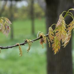 Quercus rubra (Northern Red Oak), habit, winter