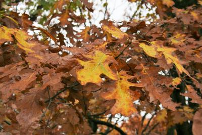 Quercus rubra var. borealis (Northern Red Oak), leaf, fall