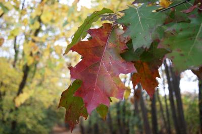 Quercus rubra (Northern Red Oak), leaf, fall