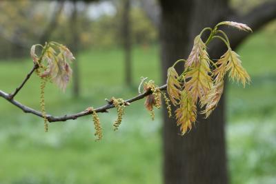 Quercus rubra (Northern Red Oak), flower, staminate