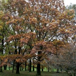 Quercus shumardii (Shumard's Oak), habit, fall