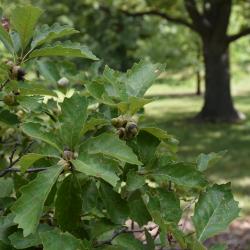 Quercus prinoides (Dwarf Chinkapin Oak), leaf, fall
