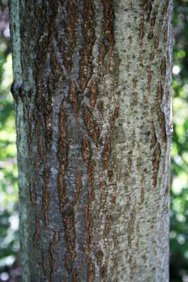 Quercus rubra (Northern Red Oak), bark, mature