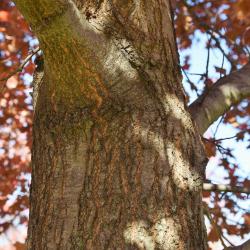 Quercus shumardii (Shumard's Oak), leaf, fall