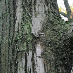 Quercus rubra var. borealis (Northern Red Oak), habit, summer