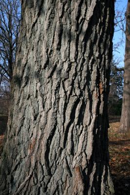 Quercus rubra (Northern Red Oak), bark, mature