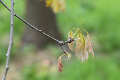 Quercus rubra (Northern Red Oak), bark, twig