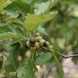 Quercus prinoides (Dwarf Chinkapin Oak), leaf, upper surface