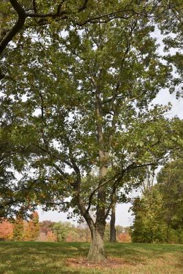 Quercus shumardii (Shumard's Oak), habit, fall