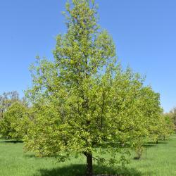 Quercus shumardii (Shumard's Oak), leaf, lower surface