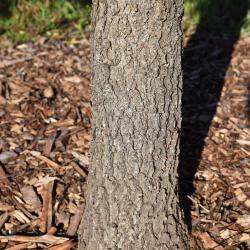 Quercus stellata (Post Oak), leaf, fall