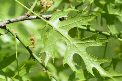 Quercus shumardii (Shumard's Oak), leaf, lower surface
